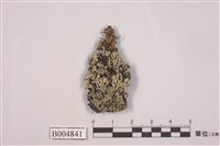 藏品(亞鈴孢衣屬)的圖片